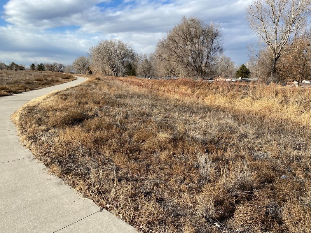 Concrete trail passes through grassland