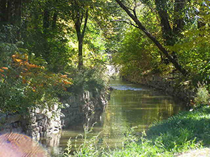 ditch water with grass outgrowth and trees