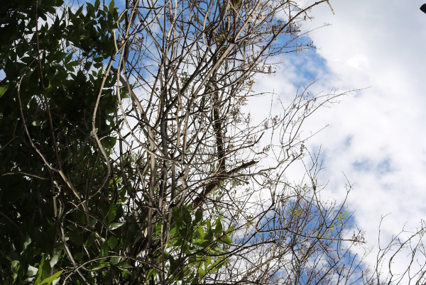 EAB_Damaged Urban Canopy