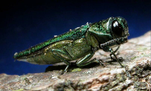 Emerald Ash Borer US Dept of Ag