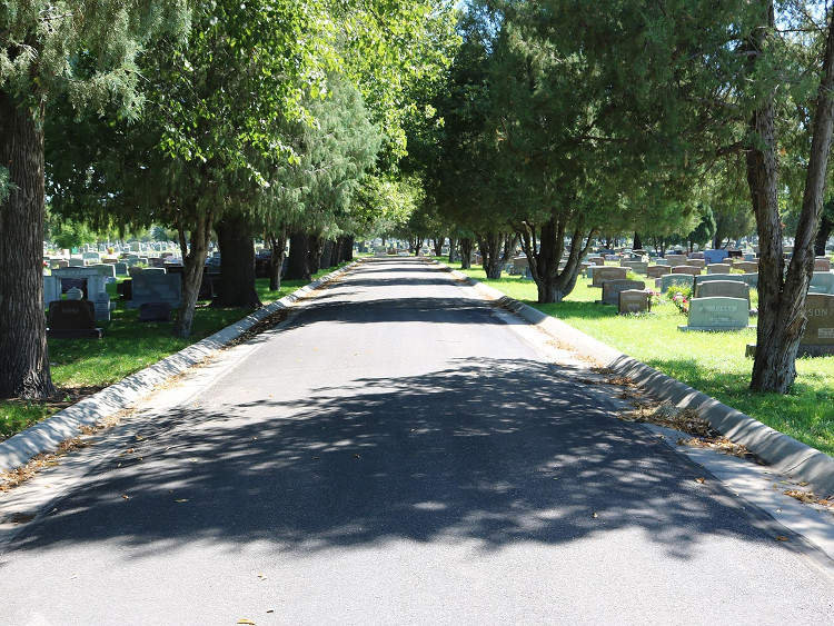 tree lined lane