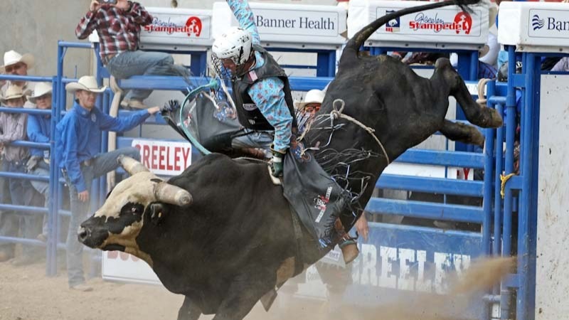 A bull rider hangs on as the bull jumps out of the gate at the Greeley Stampede, with rodeo staff and people watching nearby.