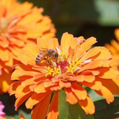 Bee-on-Zinnia-