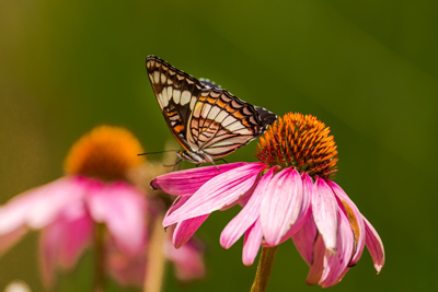 Butterfly-and-ConeflowerWEB