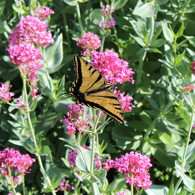 Swallowtail-butterfly-on-Red-Valerian-(Jupiter’s-Beard)