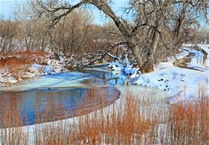Poudre River Near Greeley Winter Picture