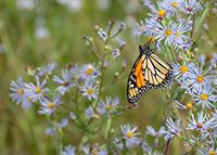 Butterfly-and-AsterWEB Butterfly-and-AsterWEB