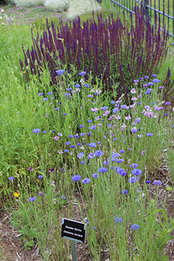 Xeric Wildflowers