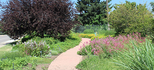 Greeley's Xeriscape Garden