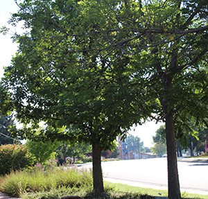 Two Trees in a Garden