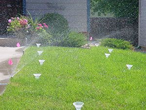 Catch cans on the lawn during a sprinkler system audit. 