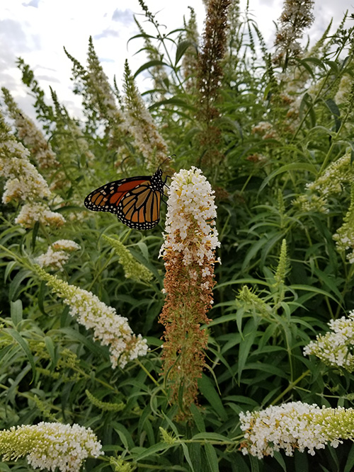 monarch-photo-by-janice