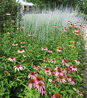 Purple Coneflower and Russian Sage